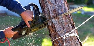 Best Hazardous Tree Removal  in Dresden, TN