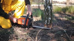 Best Tree Risk Assessment  in Dresden, TN