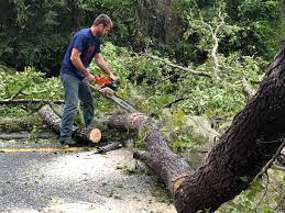 Best Tree Health Inspection  in Dresden, TN