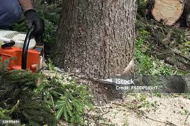Best Commercial Tree Services  in Dresden, TN