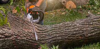 Best Tree Maintenance Programs  in Dresden, TN