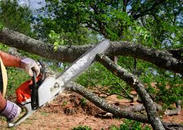 How Our Tree Care Process Works  in  Dresden, TN