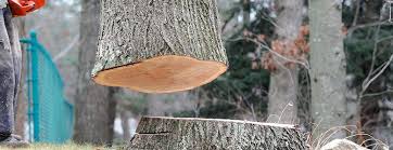 Best Tree and Shrub Care  in Dresden, TN