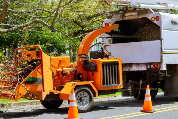  Dresden, TN Tree Removal Pros