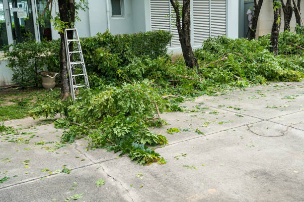 Best Tree Preservation Services  in Dresden, TN