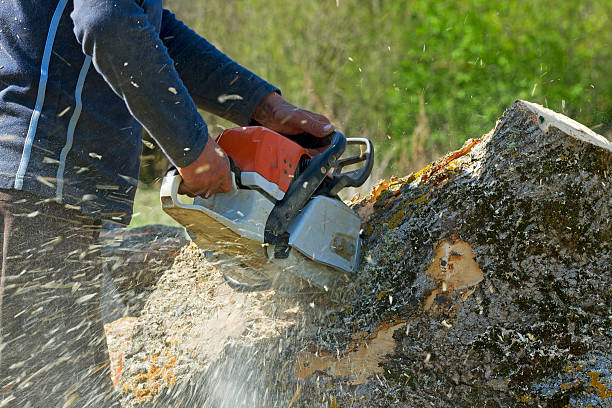 Best Palm Tree Trimming  in Dresden, TN